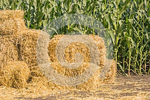 Straw square bale against a green field of corn, bales of hay on a country road