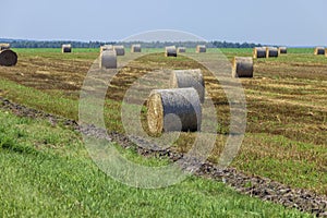 Straw stack after harvesting grain in the field
