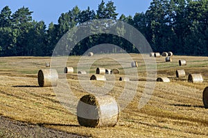 Straw stack after harvesting grain in the field