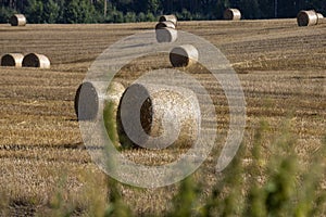 Straw stack after harvesting grain in the field