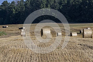 Straw stack after harvesting grain in the field