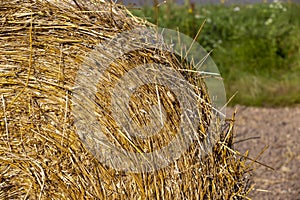 Straw stack after harvesting grain in the field
