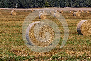 Straw stack after harvesting grain in the field