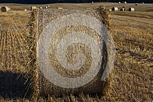 Straw stack after harvesting grain in the field