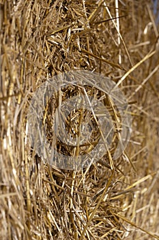 Straw stack after harvesting grain in the field