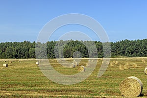 Straw stack after harvesting grain in the field