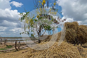 Straw stack in summer on blur background