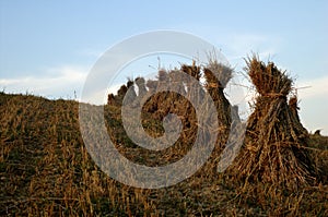 Straw stooks at harvest