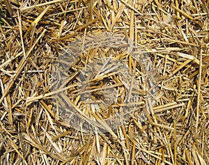 Straw texture