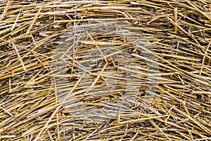 Straw texture