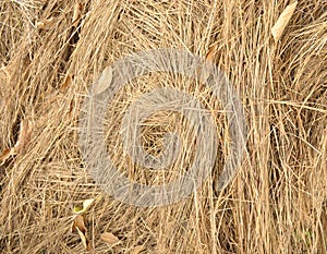 Straw texture