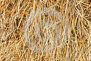 Straw texture. Abstract background, empty template, copy space
