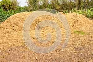 Straw texture background