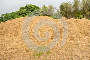 Straw texture background