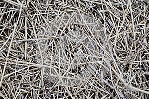 Straw texture photo