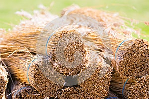 Straw thatch close up background