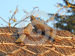 Straw thatch doves on cottage thatched roof