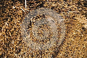 straw from thatched roof