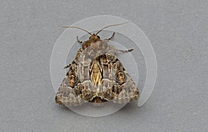 Straw Underwing