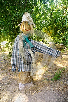 Straw and wood scarecrow dressed in plaid shirt with raised hand and gloves in the shadow of the botanical garden photo