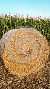 Strawbale, Cornfield and Blue Sky