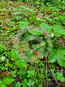 Strawberies in the forest