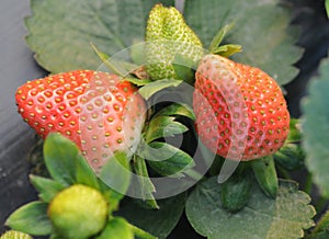 Strawberries