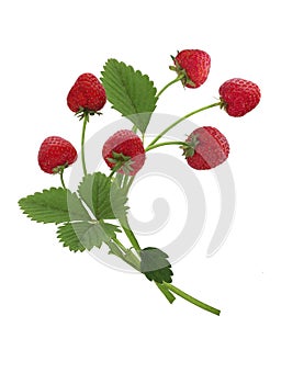 Strawberries