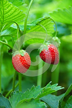 Strawberries