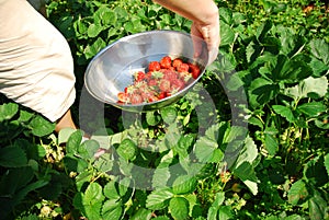 Strawberries