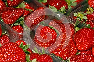 Strawberries 4