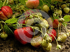 Strawberries