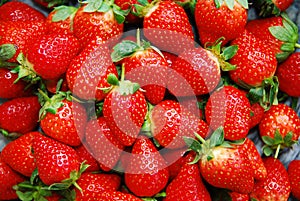 Strawberries photo