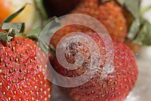 Strawberries affected by gray mold, Botrytis cinerea