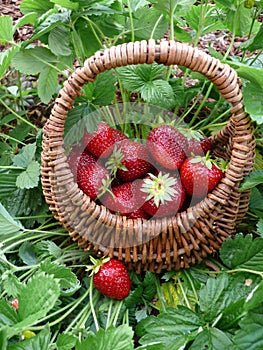 Strawberries in a basket