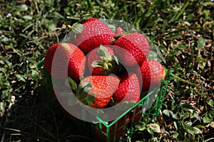 Strawberries in a basket