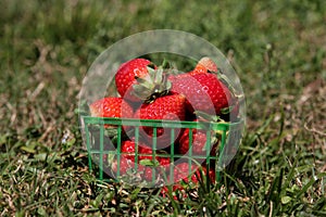 Strawberries in a basket