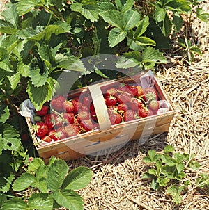 Strawberries in a basket