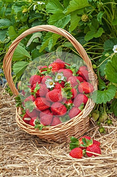 Strawberries  basket field fresh farm