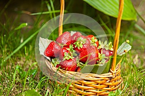 Strawberries in a basket on the grass