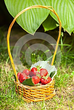 Strawberries in a basket on the grass