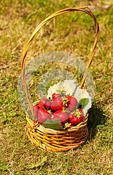 Strawberries in a basket on the grass