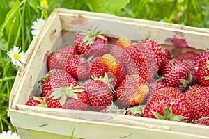 Strawberries in a basket on grass