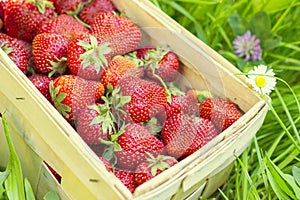 Strawberries in a basket on grass