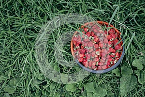 Strawberries in basket on grass