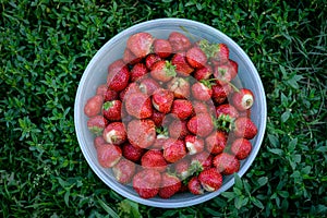 Strawberries in basket on green grass background