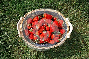 Strawberries basket on green lawn background