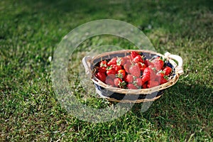 Strawberries basket on green lawn background