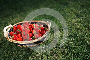 Strawberries basket on green lawn background