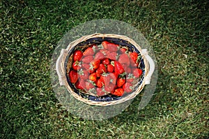 Strawberries basket on green lawn background